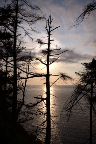 Tree at sunset