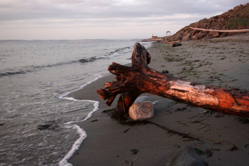 Driftwood